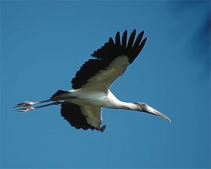 Wood-Stork