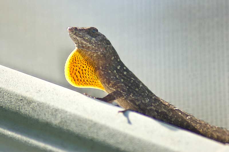 Anoles Harmless But Annoying New Floridians