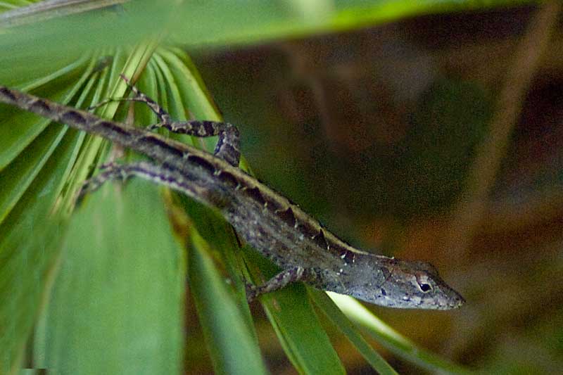 Anoles – Harmless but Annoying