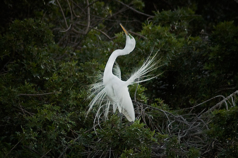 Egret Displaying Feathers