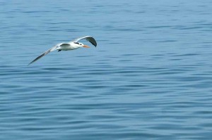 gull_flying