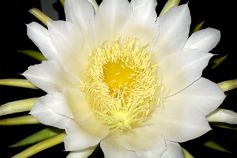 By the Light of the Moon – Night Blooming Cactus