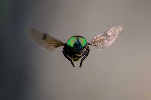 fly3