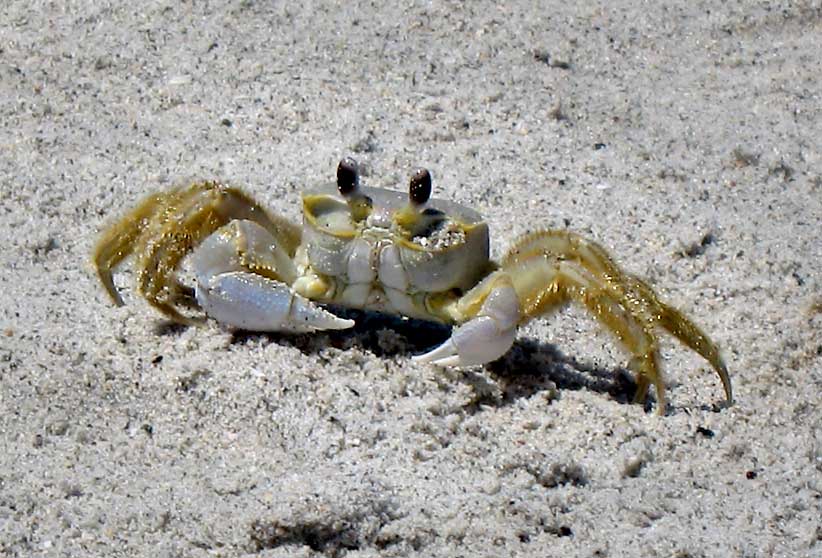 Ghost Crab