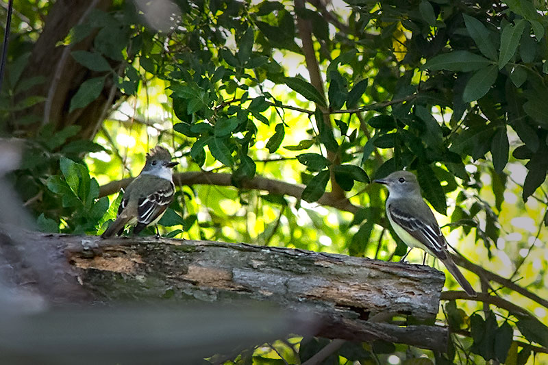 Great Crested Flycatchers