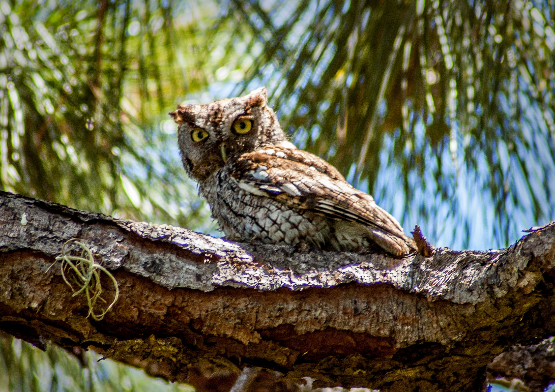 Owl News