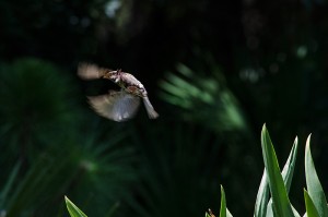 sparrow_flying