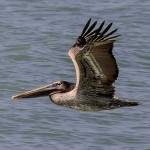 Pelican_ECB1160