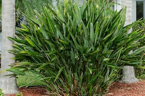 bird_of_paradise_plant