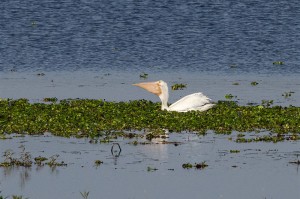 white_pelican3