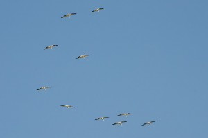 white_pelicans