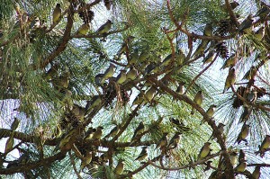 Cedarwaxwings1