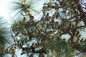 Cedarwaxwings2