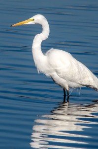 Egret