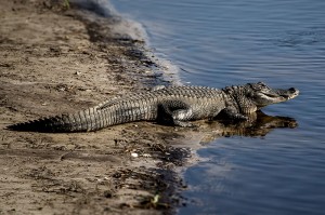 Gator_ECB0902