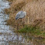 Heron_Eating