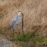 Heron_Eating