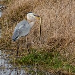 Heron_Eating