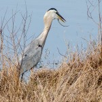 Heron_Eating