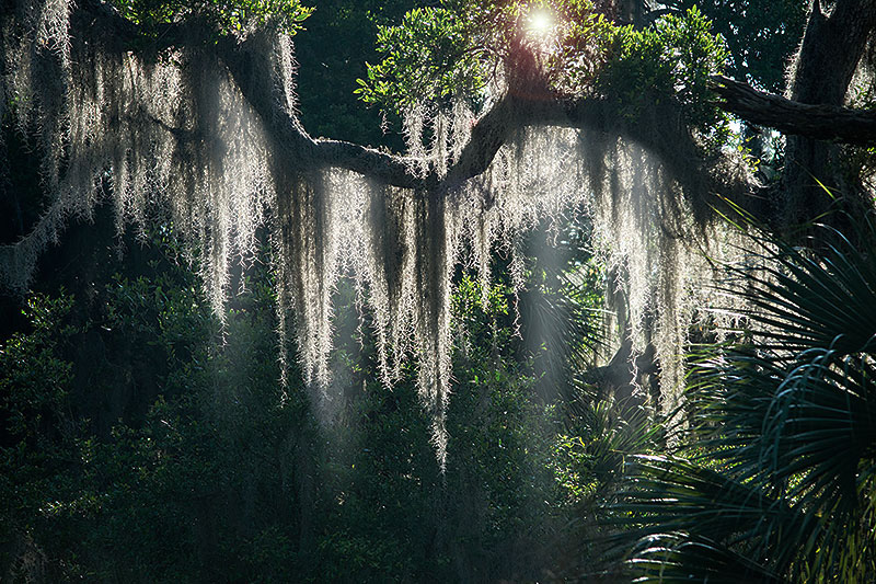 download spanish moss for free