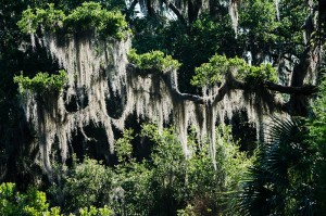 _ECB4986SpanishMoss