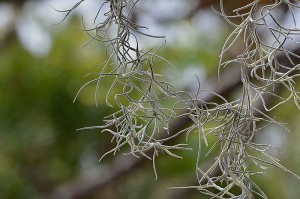 SpanishMoss2