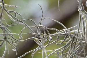Spanish Moss | New Floridians