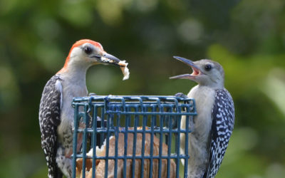 Feeding Time